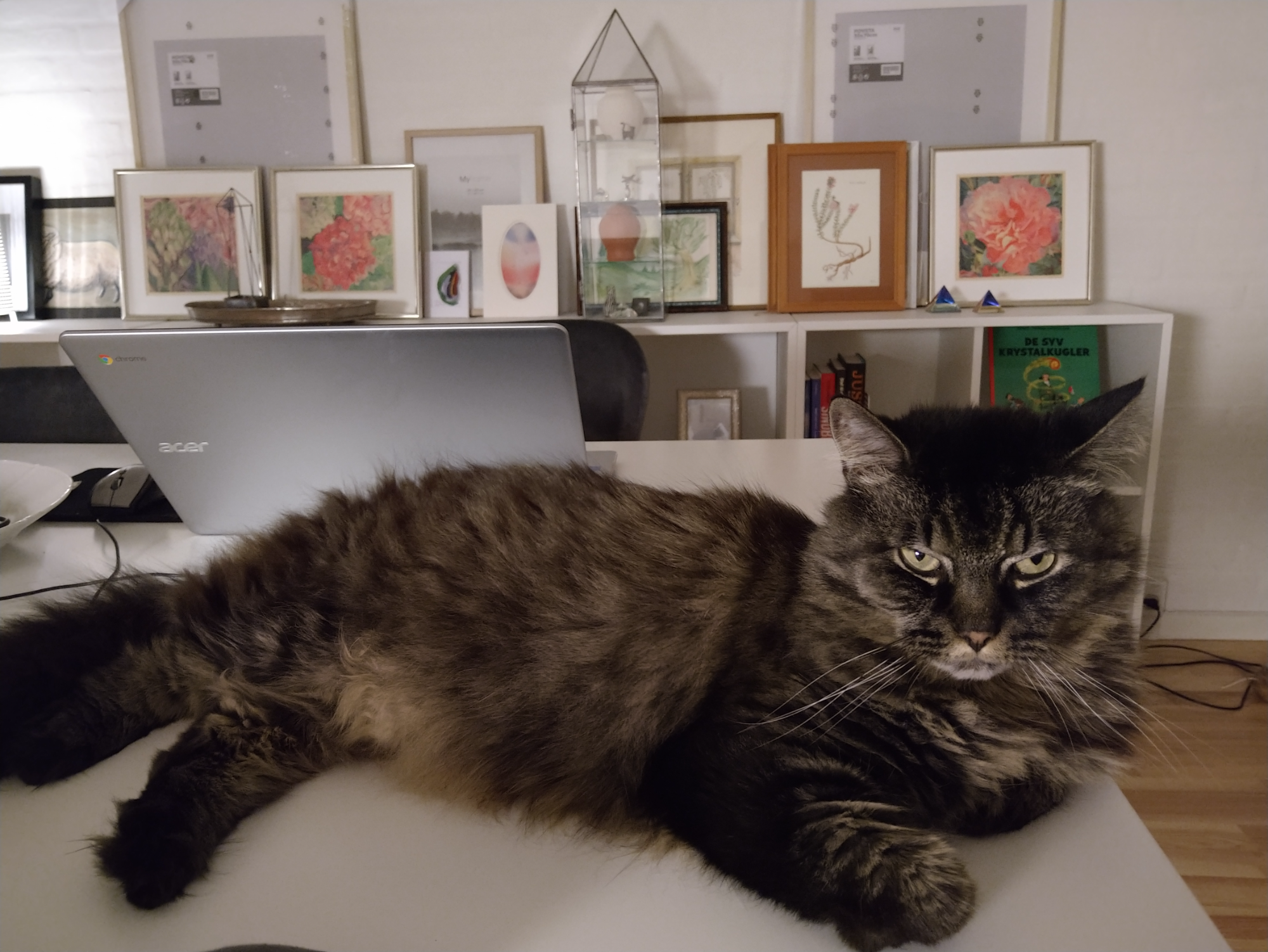 Gismo